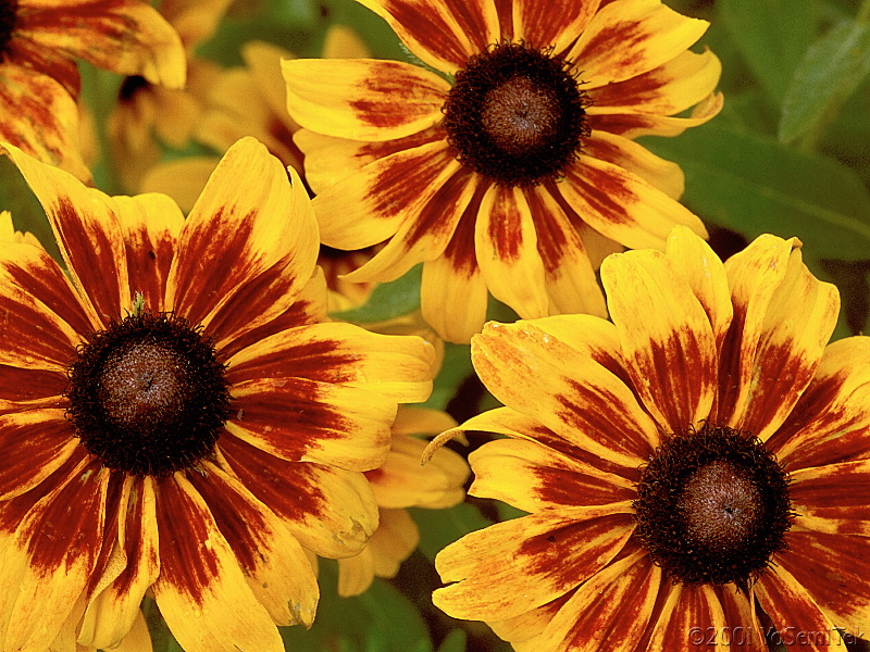 rudbeckia3e_1