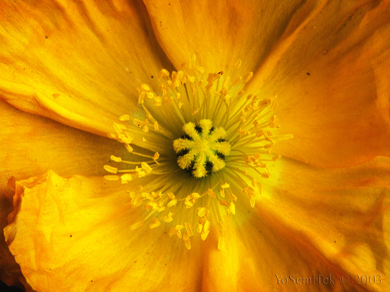 YellowPoppy