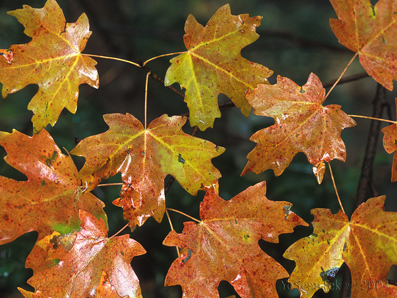 DancingLeaves